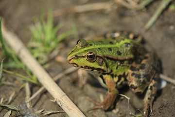 green frog