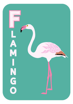 F for flamingo alphabet cartoon animal for children
