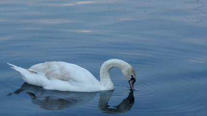 Obraz premium Cigno reale nel lago