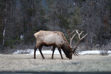 Elk in Jasper
