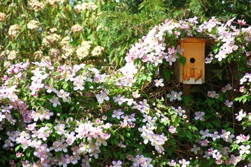 clematis und vogelhaus