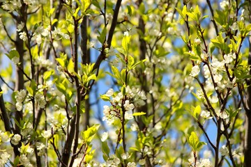 Тёрен цветёт