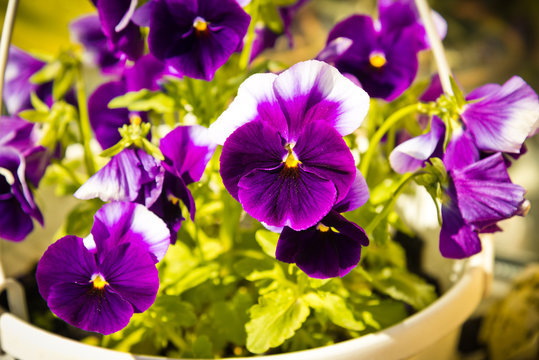 Viola Tricolor Flowers