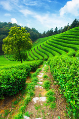 Fototapeta na wymiar tea plantations under blue sky