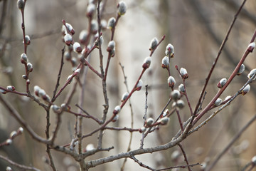 the spring buds on the branches of willow