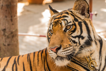 close up tiger in zoo