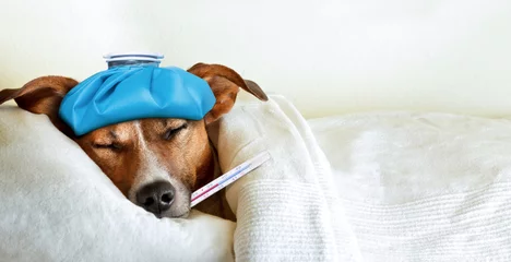 Foto auf Acrylglas Lustiger Hund kranker kranker Hund