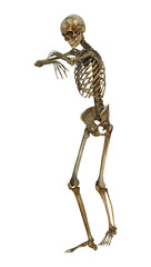 Human Skeleton