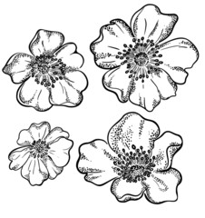 vector contour flowers illustration.