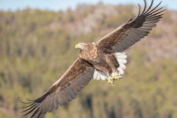 White-tailed Eagle in flight.