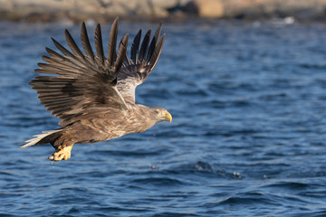 White-tailed Eagle in flight.
