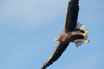 White-tailed Eagle in flight.