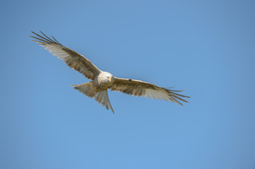 Red Kite