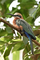 White-fronted bee-eater (Merops bullockoides)