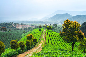 Fototapeta premium tea plantations under blue sky