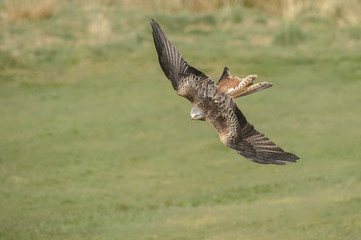 Red Kite