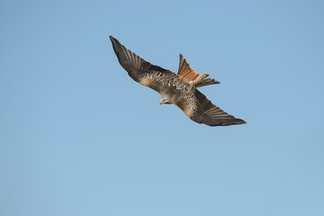 Red Kite