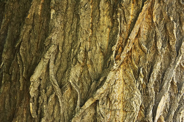 bark texture