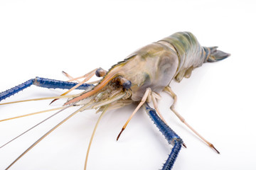 Close up prawn or raw shrimp