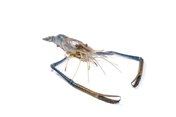 Close up prawn or raw shrimp