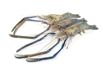 Close up prawn or raw shrimp