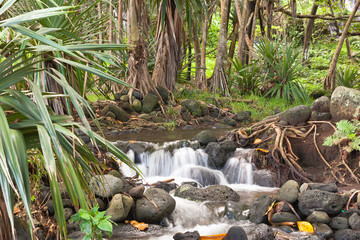 ruisseau, Anse des Cascades, île de la Réunion 
