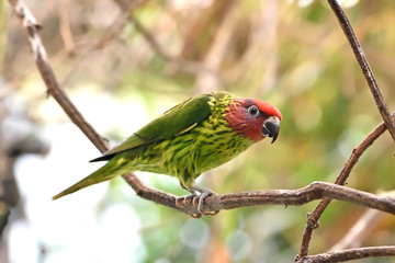Goldies lorikeet (Psitteuteles goldiei)