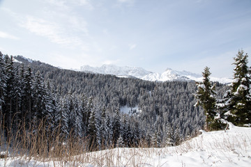 Winter landscape with mountains and forest
