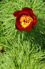 Paeonia tenuifolia
