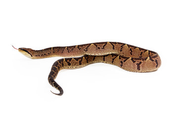 Central American Bushmaster Snake Moving Away