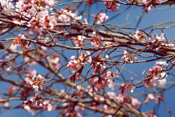 Japanese cherry tree