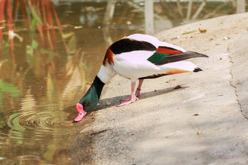 Beautiful male duck, Mandarin Duck (Aix galericulata)