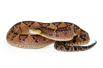 Obraz premium Central American Bushmaster With Tongue Out