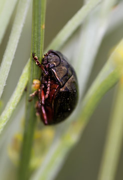 Small beetle