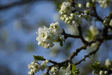 Цветущее дерево