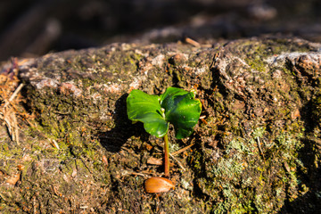 Ein Buchenkeimling