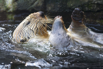 Alaska zeeotter zwemt op zijn rug