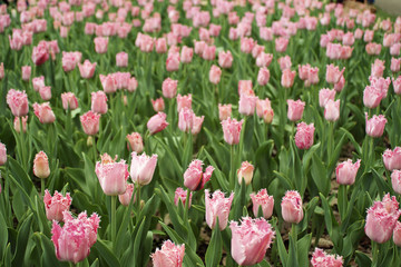 pink tulips