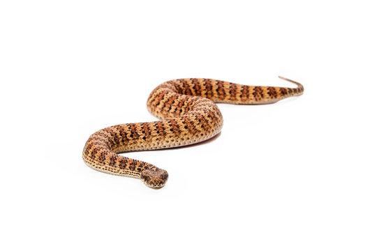 Common Death Adder Snake Moving Towards Camera