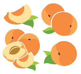 Apricots vector illustration