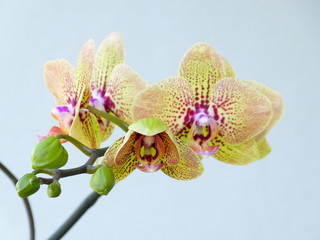 Orchideenknospen und Blüten