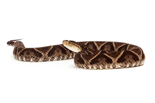 Dangerous Terciopelo Pit Viper Snake