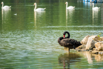 Lonely black swan in the green lake
