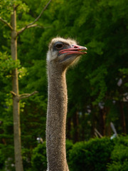 Close up of a Ostrich head