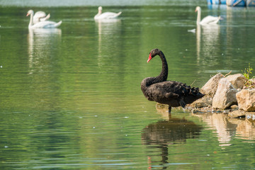 Obraz premium Lonely black swan in the green lake