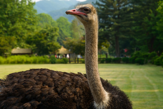 An Ostrich in the park