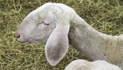 Sheep portrait. Color image