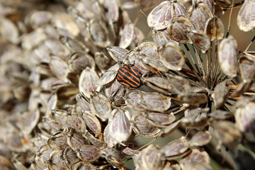 bug on the seeds dry umbrella inflorescence