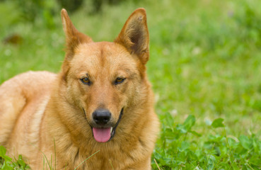 Portrait of cute mixed breed dog