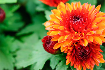 Obraz premium Flower field